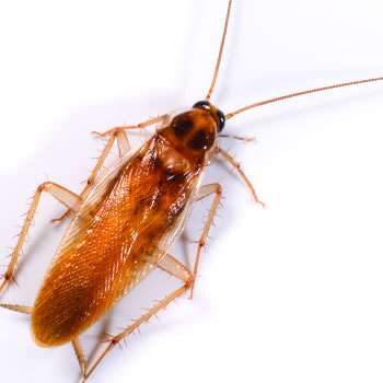 Cockroach Pest