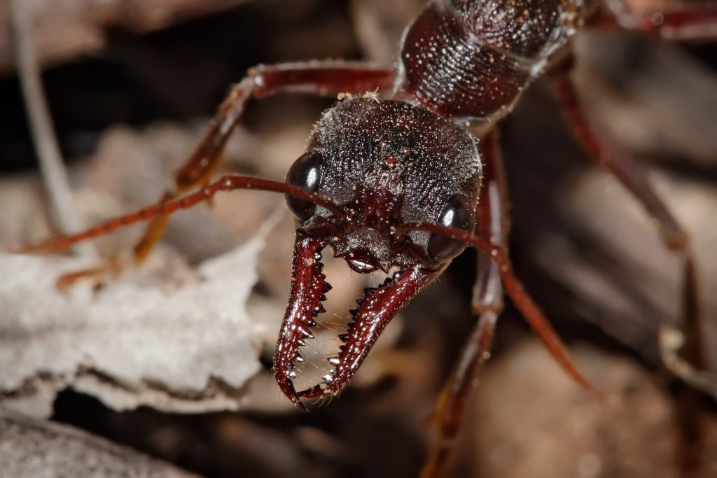 Bulldog ant in its habitat