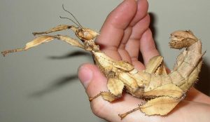 Extatosoma tiaratum