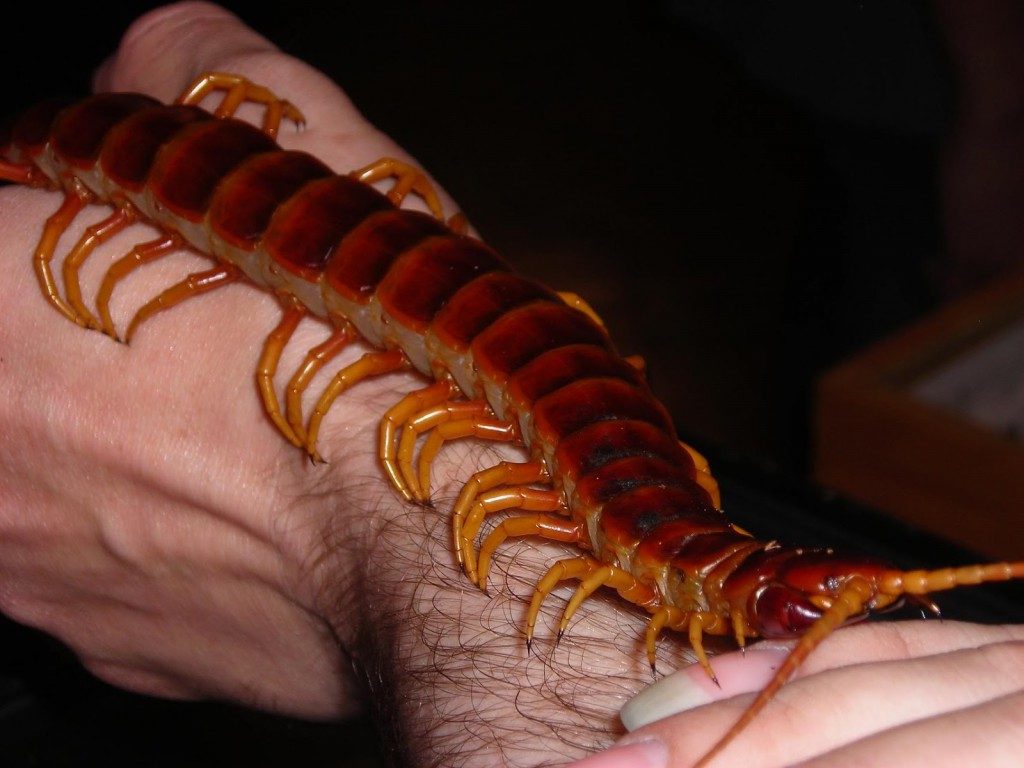 Giant Centipede in hand