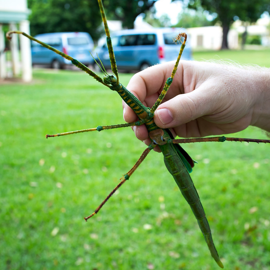 krølle Ray shuttle 10 Weird Insects found in Australia :: Western AllPest Services | Pest  Control Specialist in Bunbury South West