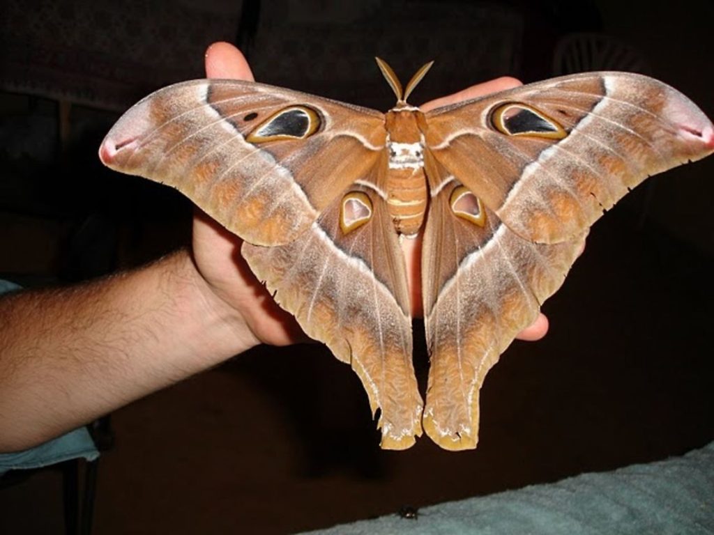 Hercules Moth in hand