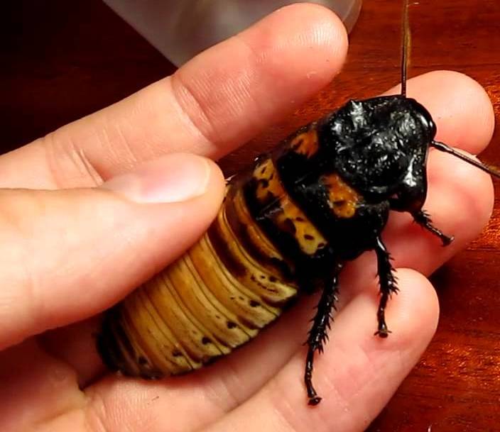 Cockroach Pest