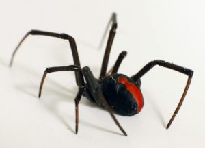 Redback Spider