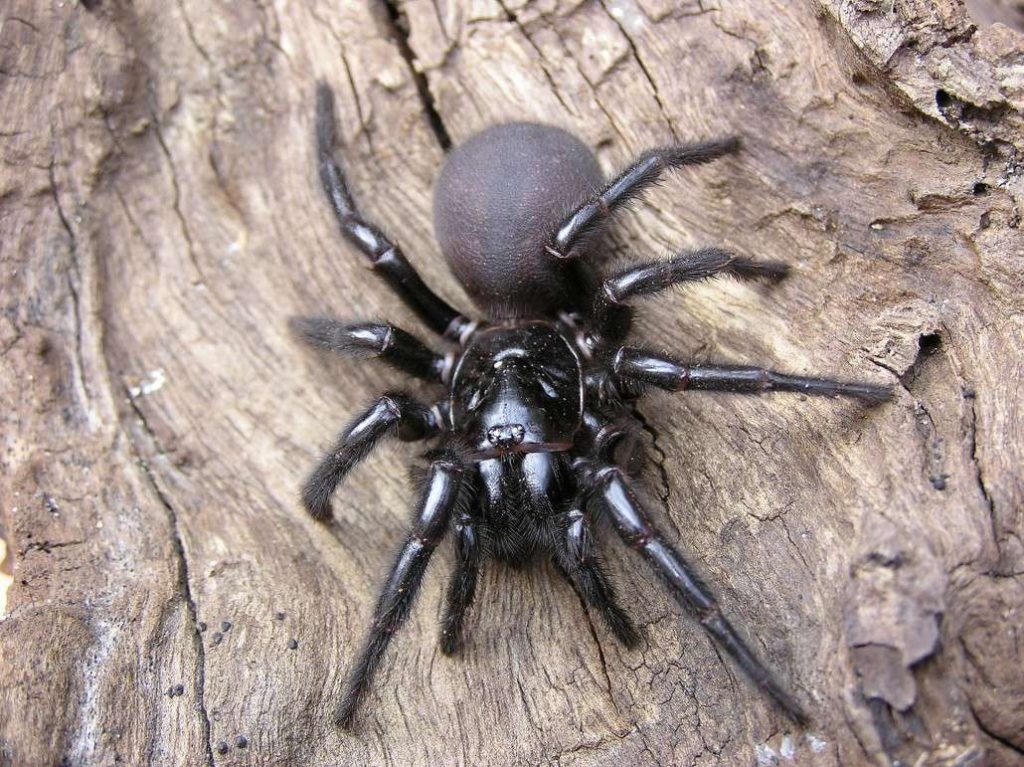 Sydney Funnel Web