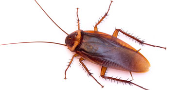 Cockroach pest