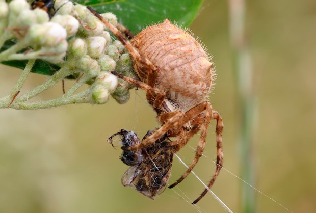 garden-orb-weaver-spider
