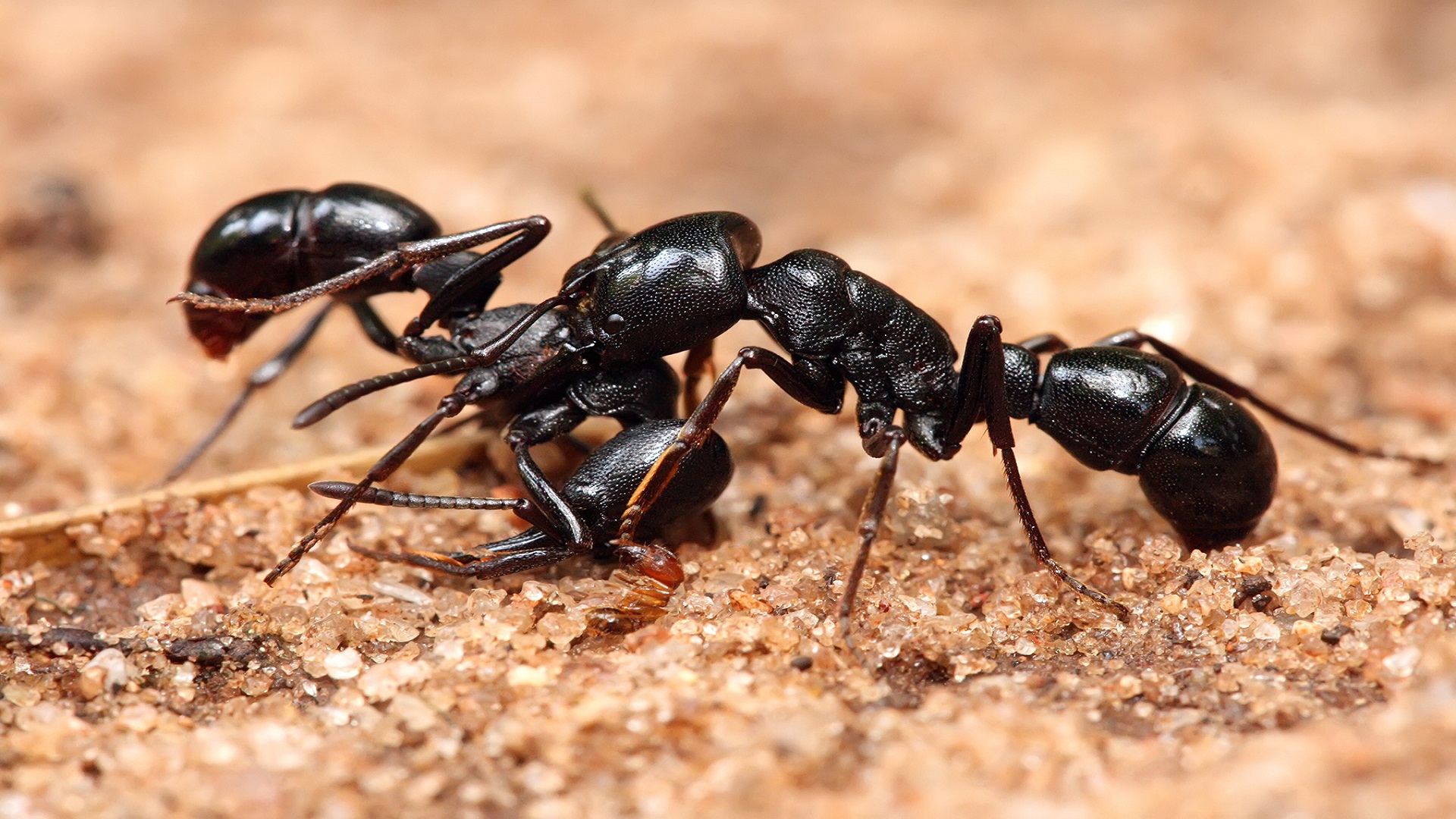 black ants with red abdomen        <h3 class=